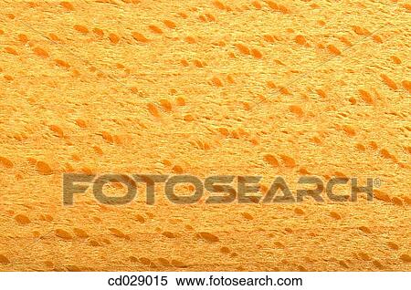 Beech View Large Photo Image Stock Photography - Beech. Fotosearch