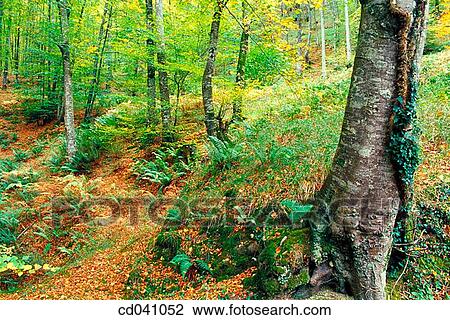 Beech wood in Lizarrausti mountain pass, Ataun, Gipuzkoa View Large Photo Image Stock Image - Beech wood in Lizarrausti mountain pass, Ataun, Gipuzkoa. Fotosearch