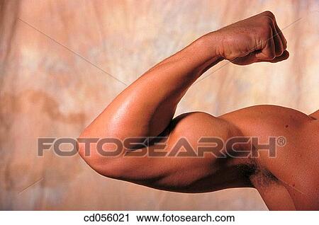 Stock Image - biceps, bodybuilder, Body part, body, arm. Fotosearch