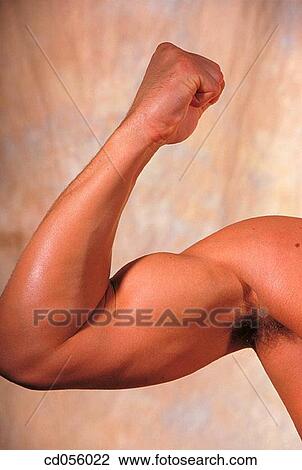 biceps, bodybuilder, Body part, body, arm View Large Photo Image Stock Image - biceps, bodybuilder, Body part, body, arm. Fotosearch