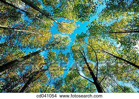 blue, day, forest, green, height View Large Photo Image Picture - blue, day, forest, green, height. Fotosearch