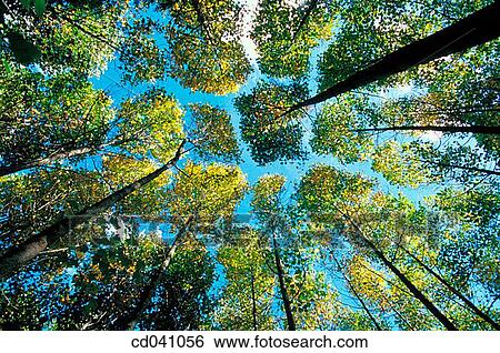 blue, day, forest, green, height View Large Photo Image Stock Photograph - blue, day, forest, green, height. Fotosearch