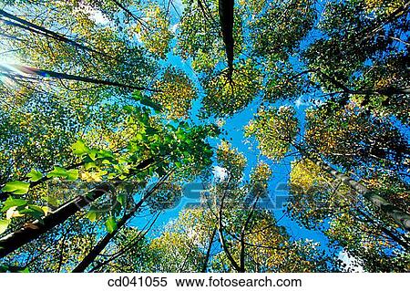 Stock Photography - blue, day, forest, green, height. Fotosearch