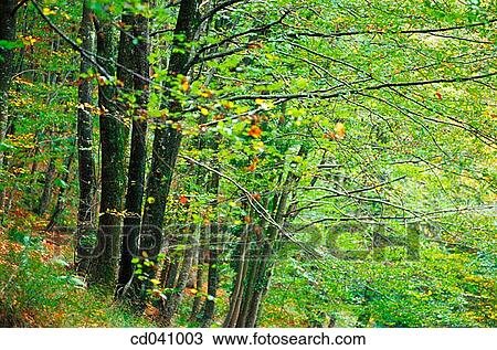 branch, day, foliage, forest, green View Large Photo Image Stock Image - branch, day, foliage, forest, green. Fotosearch
