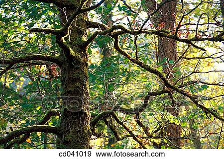 branch, day, forest, lumber View Large Photo Image Stock Photo - branch, day, forest, lumber. Fotosearch