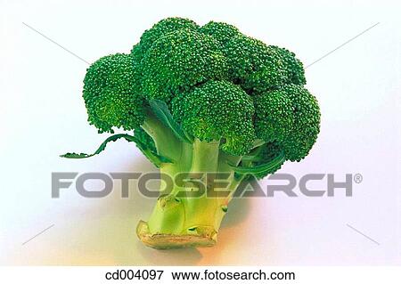 Stock Photo - Broccoli. Fotosearch