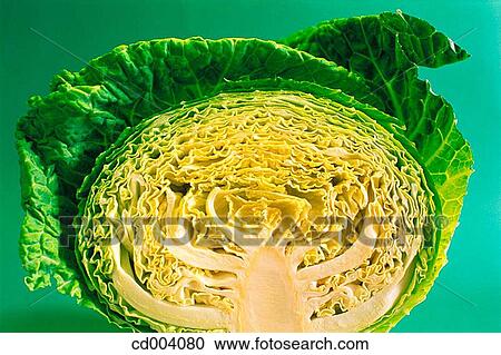 Cabbage View Large Photo Image Stock Image - Cabbage. Fotosearch