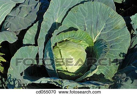 Stock Image - Cabbage. Fotosearch