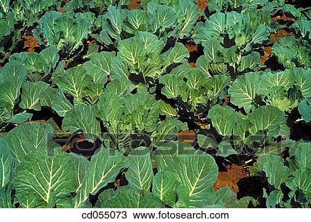 Stock Image - Cabbages. Fotosearch