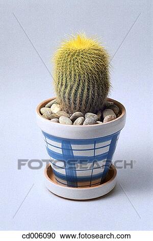 Cactus View Large Photo Image Stock Image - Cactus. Fotosearch