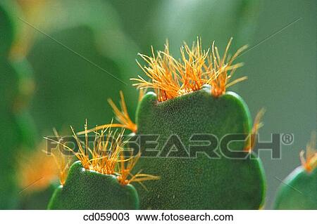 Stock Image - Cactus. Fotosearch