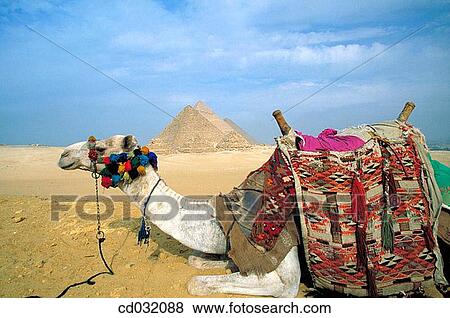 Camel by the Pyramids of Giza, Egypt View Large Photo Image Stock Photo - Camel by the Pyramids of Giza, Egypt. Fotosearch