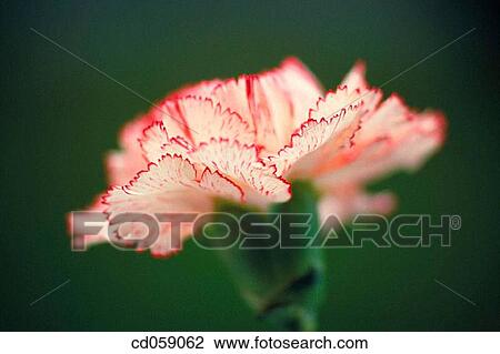 Carnation View Large Photo Image Stock Image - Carnation. Fotosearch