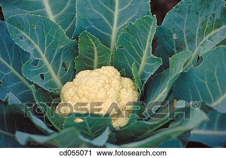 Cauliflower View Large Photo Image Stock Image - Cauliflower. Fotosearch