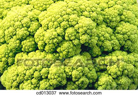 Cauliflower View Large Photo Image Stock Photo - Cauliflower. Fotosearch