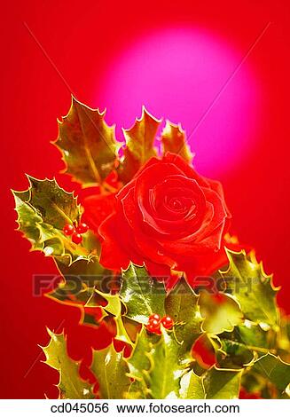 celebrate, celebration, Christmas, Close-up, concept View Large Photo Image Stock Photograph - celebrate, celebration, Christmas, Close-up, concept. Fotosearch