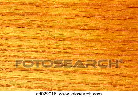 Chestnut View Large Photo Image Stock Photograph - Chestnut. Fotosearch