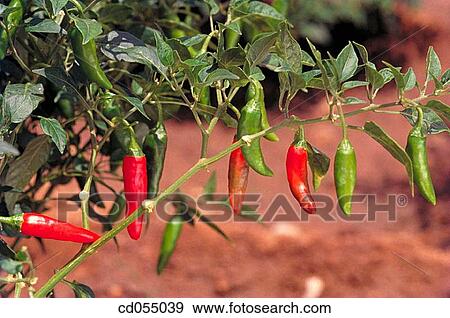 Chilli plant. India View Large Photo Image Stock Photo - Chilli plant. India. Fotosearch
