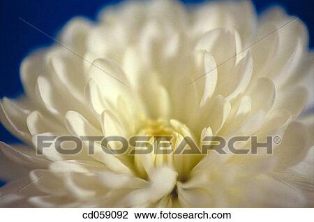Stock Image - Chrysanthemum. Fotosearch