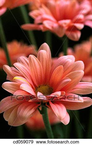 Chrysanthemum View Large Photo Image Stock Photo - Chrysanthemum. Fotosearch