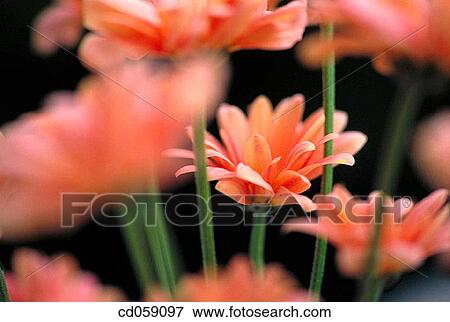 Chrysanthemum View Large Photo Image Stock Photo - Chrysanthemum. Fotosearch