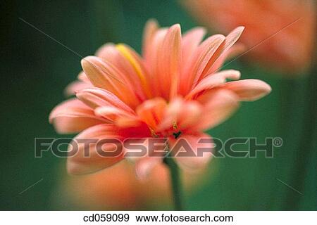 Chrysanthemum View Large Photo Image Stock Photo - Chrysanthemum. Fotosearch