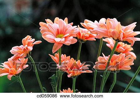 Chrysanthemum View Large Photo Image Stock Photograph - Chrysanthemum. Fotosearch