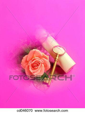 Close-up, concept, flower, indoors, interior View Large Photo Image Stock Image - Close-up, concept, flower, indoors, interior. Fotosearch