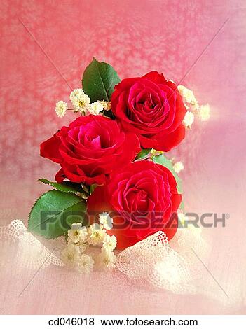 Close-up, concept, flower, indoors, interior View Large Photo Image Stock Photo - Close-up, concept, flower, indoors, interior. Fotosearch