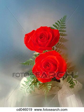Close-up, concept, flower, indoors, interior View Large Photo Image Stock Photo - Close-up, concept, flower, indoors, interior. Fotosearch