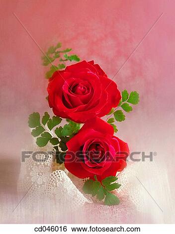 Close-up, concept, flower, indoors, interior View Large Photo Image Stock Photograph - Close-up, concept, flower, indoors, interior. Fotosearch