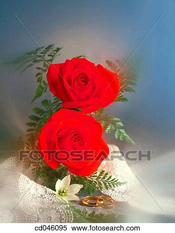 Close-up, concept, flower, indoors, interior View Large Photo Image Stock Photography - Close-up, concept, flower, indoors, interior. Fotosearch