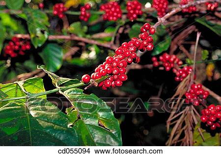 Coffee berries. Karnataka. India View Large Photo Image Picture - Coffee berries. Karnataka. India. Fotosearch