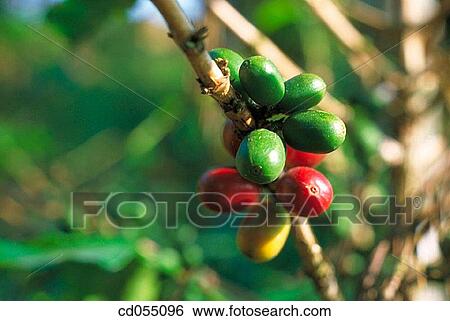 Coffee plant. Karnataka. India View Large Photo Image Stock Photograph - Coffee plant. Karnataka. India. Fotosearch