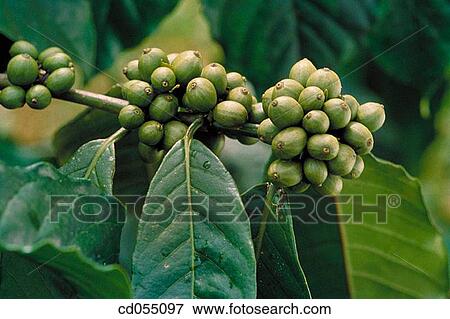 Stock Photo - Coffee plant. Fotosearch