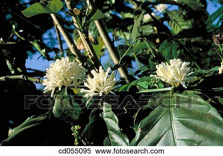 Coffee plant View Large Photo Image Stock Photography - Coffee plant. Fotosearch