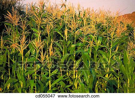Corn field. Talegaon. Maharashtra. India View Large Photo Image Stock Photo - Corn field. Talegaon. Maharashtra. India. Fotosearch