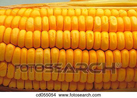 Corn View Large Photo Image Picture - Corn. Fotosearch