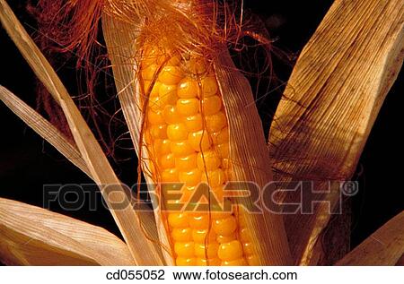 Corn View Large Photo Image Stock Image - Corn. Fotosearch