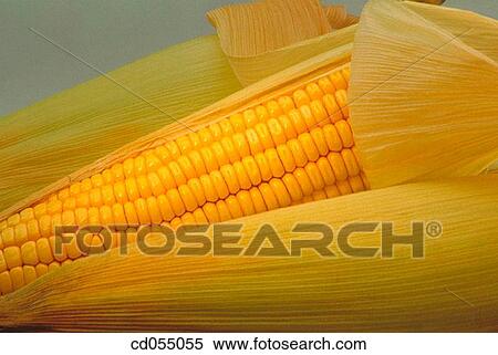 Corn View Large Photo Image Stock Photography - Corn. Fotosearch