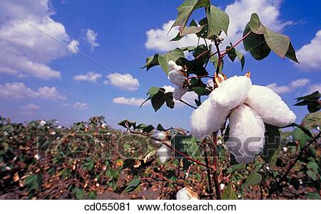 Cotton crop. India View Large Photo Image Stock Image - Cotton crop. India. Fotosearch
