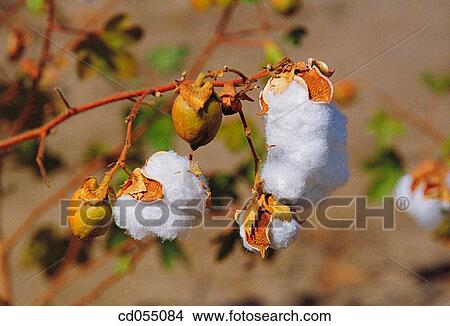 Picture - Cotton. Fotosearch