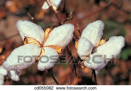 Cotton View Large Photo Image Stock Image - Cotton. Fotosearch