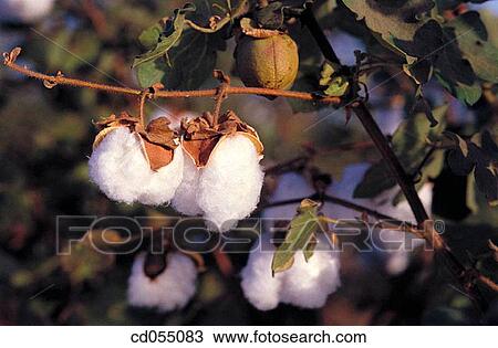Stock Image - Cotton. Fotosearch