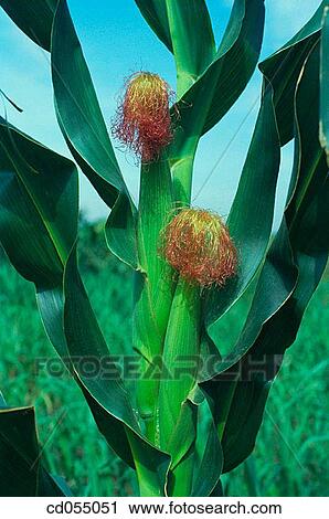 Crops View Large Photo Image Stock Image - Crops. Fotosearch
