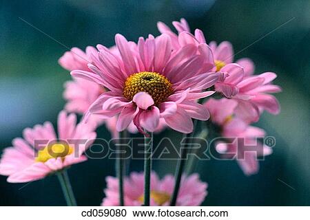 Daisies View Large Photo Image Stock Image - Daisies. Fotosearch