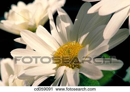 Stock Image - Daisies. Fotosearch