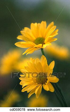 Stock Photo - Daisies. Fotosearch