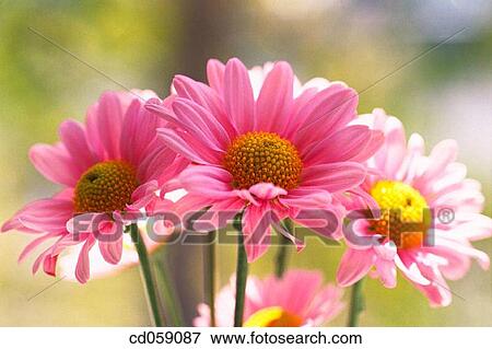 Daisies View Large Photo Image Stock Photo - Daisies. Fotosearch