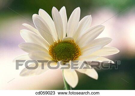 Daisy View Large Photo Image Stock Image - Daisy. Fotosearch